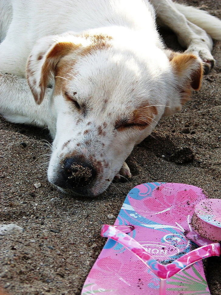 câine, plajă, somn, nisip, flip flopi