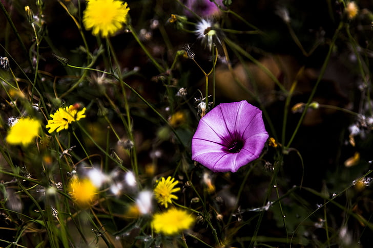 Flores, kwiat, Natura, Latem, pole, na zewnątrz, trawa