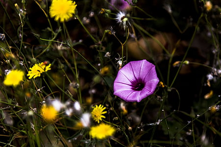 Flores, cvijet, priroda, ljeto, polje, na otvorenom, trava