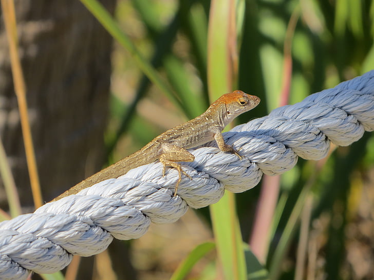 reptile, nature, animal, lizard