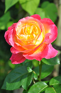 Blume, Rosa, Rosa Blumen, Rosenstrauch, rot, rote Rosen, Garten