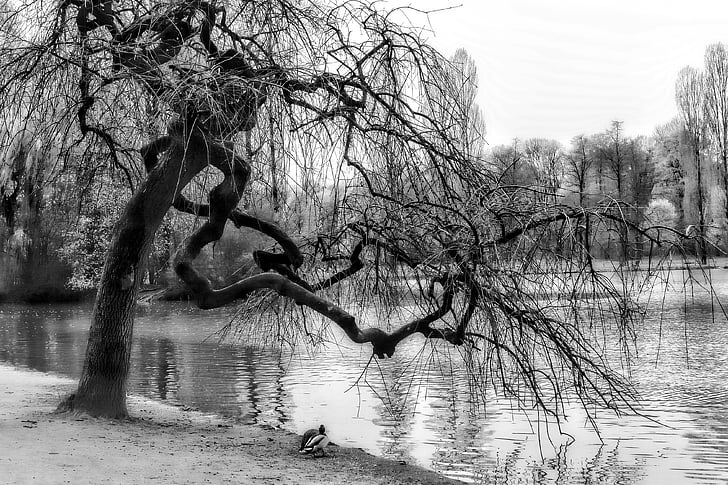 crippled, stunted, tree, lake, pond, water, black and white