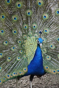 Pāvs, pārspēt rad, Peacock kundzes ritenis, putns, spalva, BALZ, spalvas