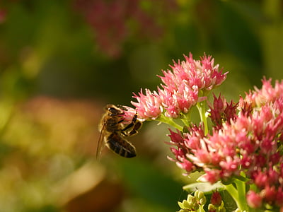 con ong, Hoa, côn trùng, màu hồng, nở hoa, Thiên nhiên, mùa hè
