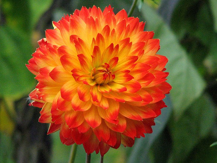 Dahlia, bunga, Orange, kuning, Blossom, mekar, akhir musim panas