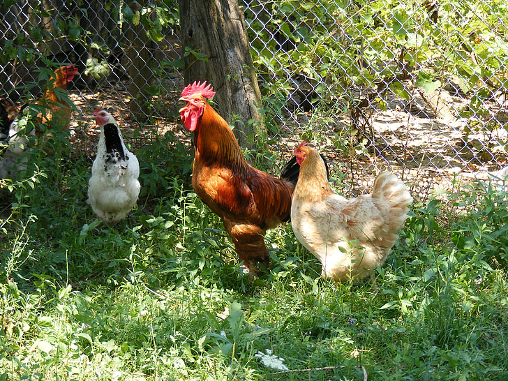 piletina, pilići, farma, vrt, kokoš, kokoši, pijetao