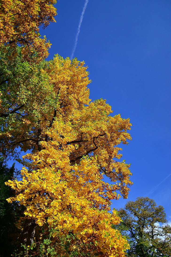 strom, parku, žlutá, obloha, podzim, na podzim, pole