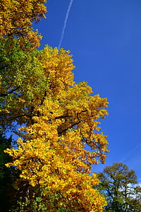 árbol, Parque, amarillo, cielo, otoño, caída, campo