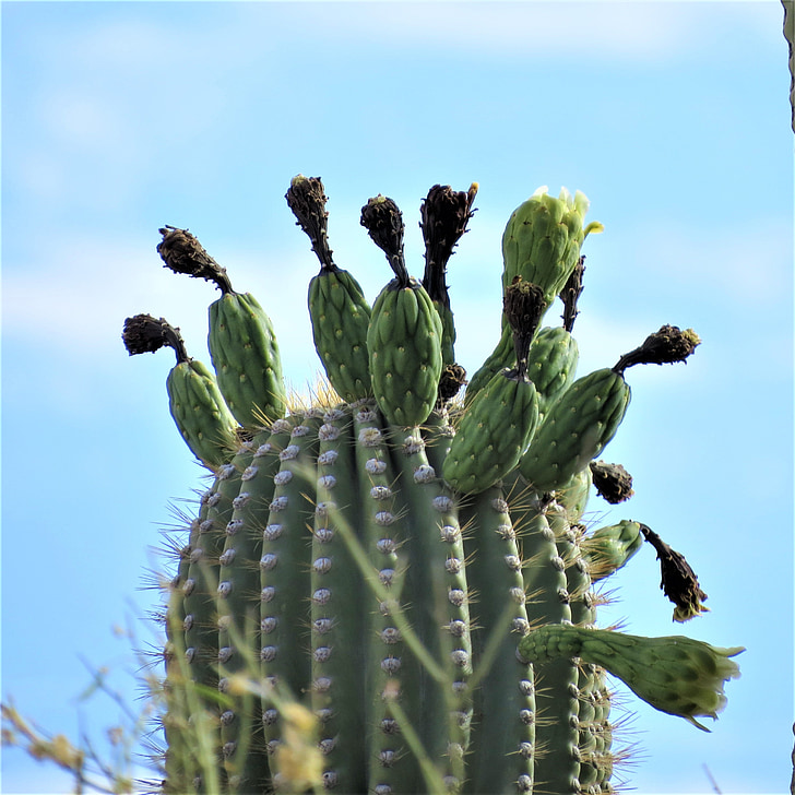 kaktus, Saguaro, Arizona, poušť, květy