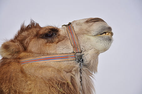 camello, animal, mamíferos, desierto, Safari, viajes, África