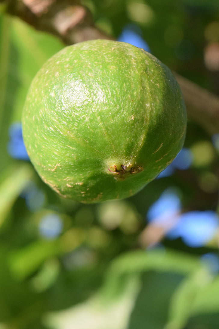 fig, immature, green, fig tree, fruits, nature, fruit