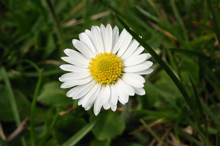 Daisy, Małgorzata, kwiat, Natura, roślina, wiosna, kwiat