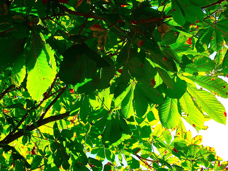 Каштановый листья, листья, Зеленая листва, Каштан, Листва, лист, Природа