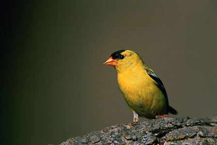 amerického goldfinch, vták, voľne žijúcich živočíchov, Príroda, makro, posadené, strom