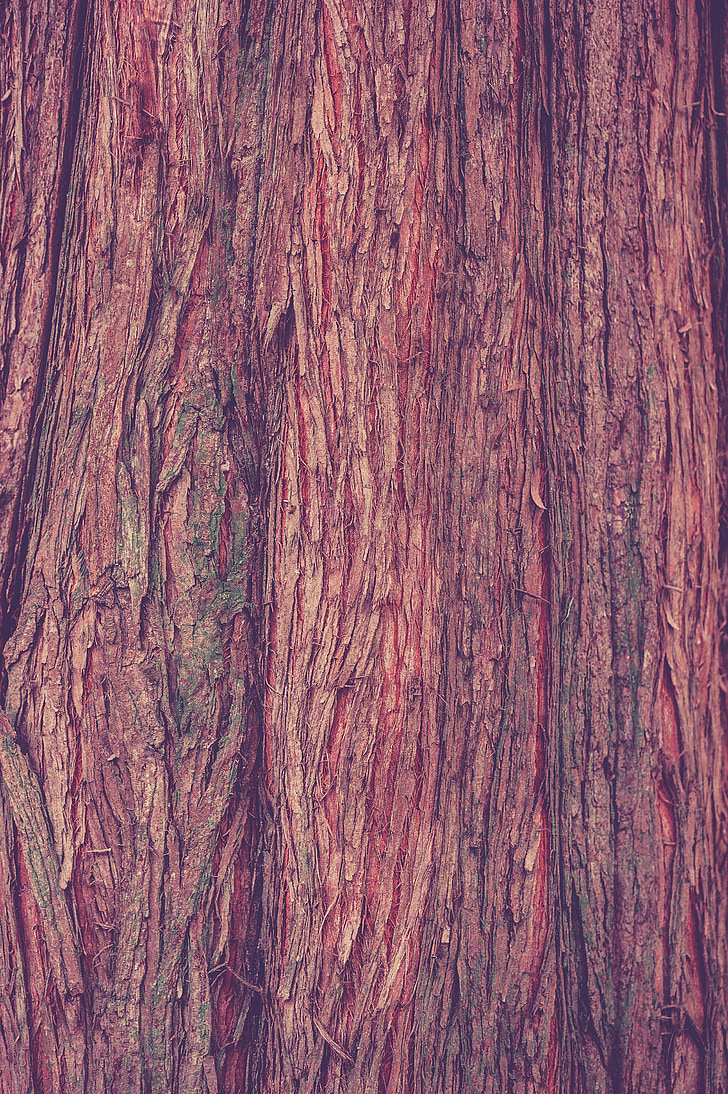 dřevo, protokol, Příroda, kůra, struktura, Stromová kůra, kmen