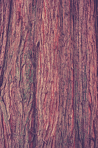 dřevo, protokol, Příroda, kůra, struktura, Stromová kůra, kmen