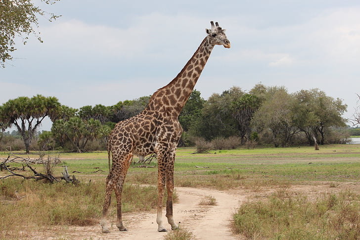 žirafa, narave, Safari, Afrika, rezerve, Serengeti, živali Safari