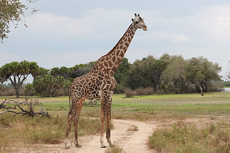 Sjiraff, natur, Safari, Afrika, Reserve, Serengeti, Safari-dyr