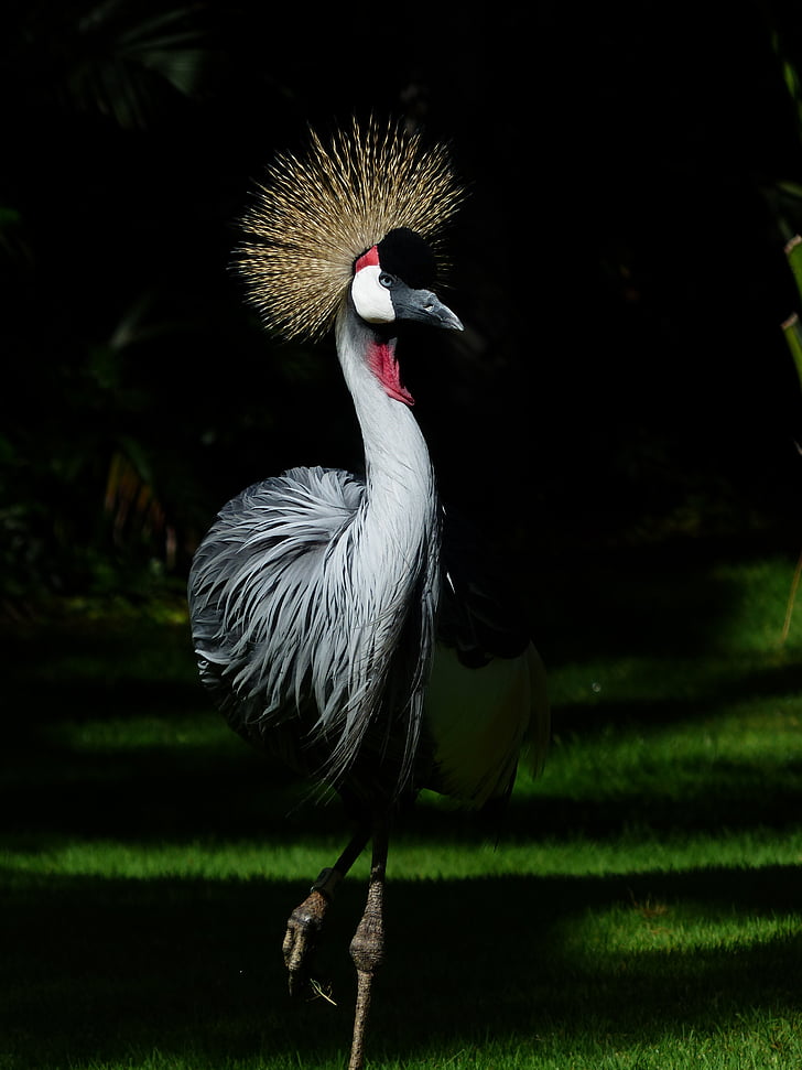 Crane, burung, musim semi mahkota, Afrika Selatan abu-abu dimahkotai crane, abu-abu dimahkotai crane, balearica regulorum, leher abu-abu abu-abu dimahkotai crane