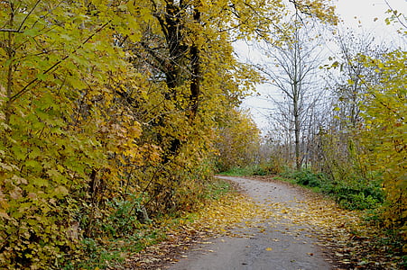 autumn, leaves, trees, bicycle path, alte landstrasse, sing up, swabian alb