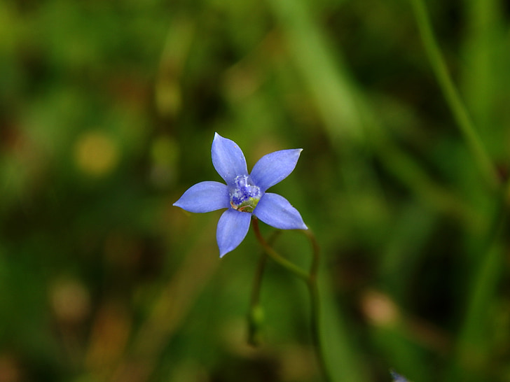 blue flower, flower meadow, grasses, grass