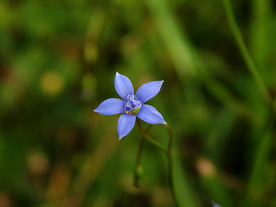 floare albastră, floare Lunca, ierburi, iarba