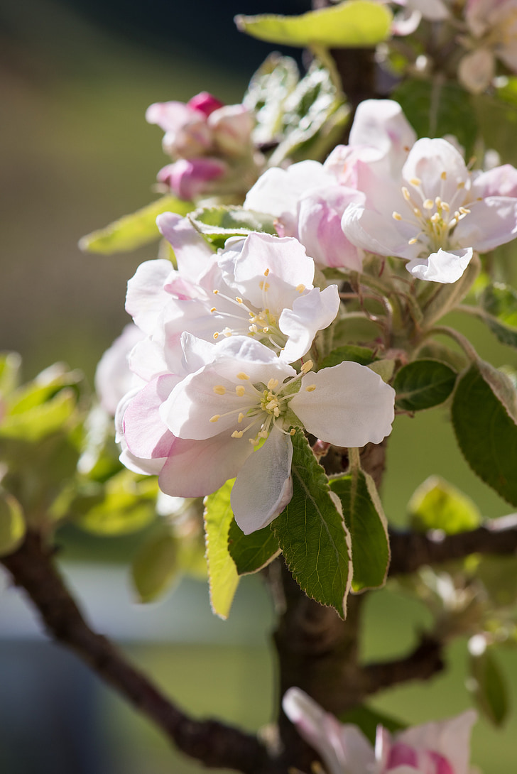apple tree flowers, tree blossoms, apple blossom, apple tree, white, blossom, bloom