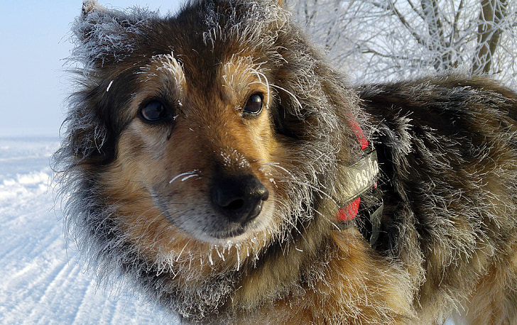 dog, mixed breed dog, winter, hoarfrost, fur, cute, hybrid