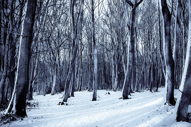 hideg, erdő, természet, hó, fák, téli, fa