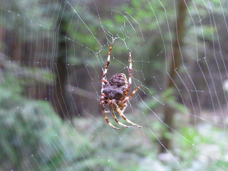 spider, arachne, cobweb, network, animal, forest, meadow