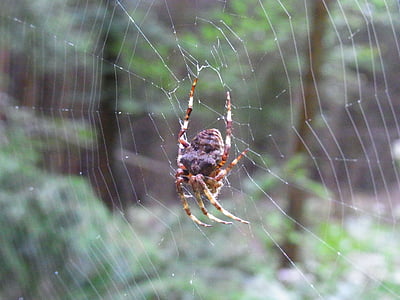 거미, 아라크네, 거미줄, 네트워크, 동물, 숲, 초원