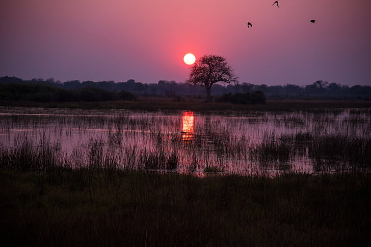 Botswana, nascer do sol, carmesim, vermelho, água, pântano, Chobe
