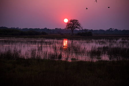 Botswana, Sunrise, Crimson, punainen, vesi, suolla, Chobe