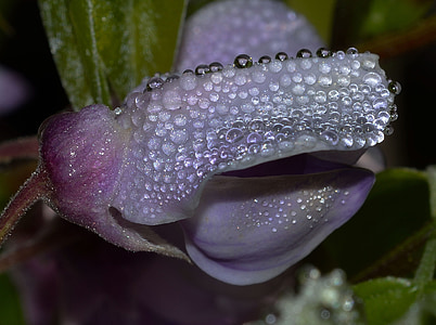 自然, 花, 花蕾, 紫藤
