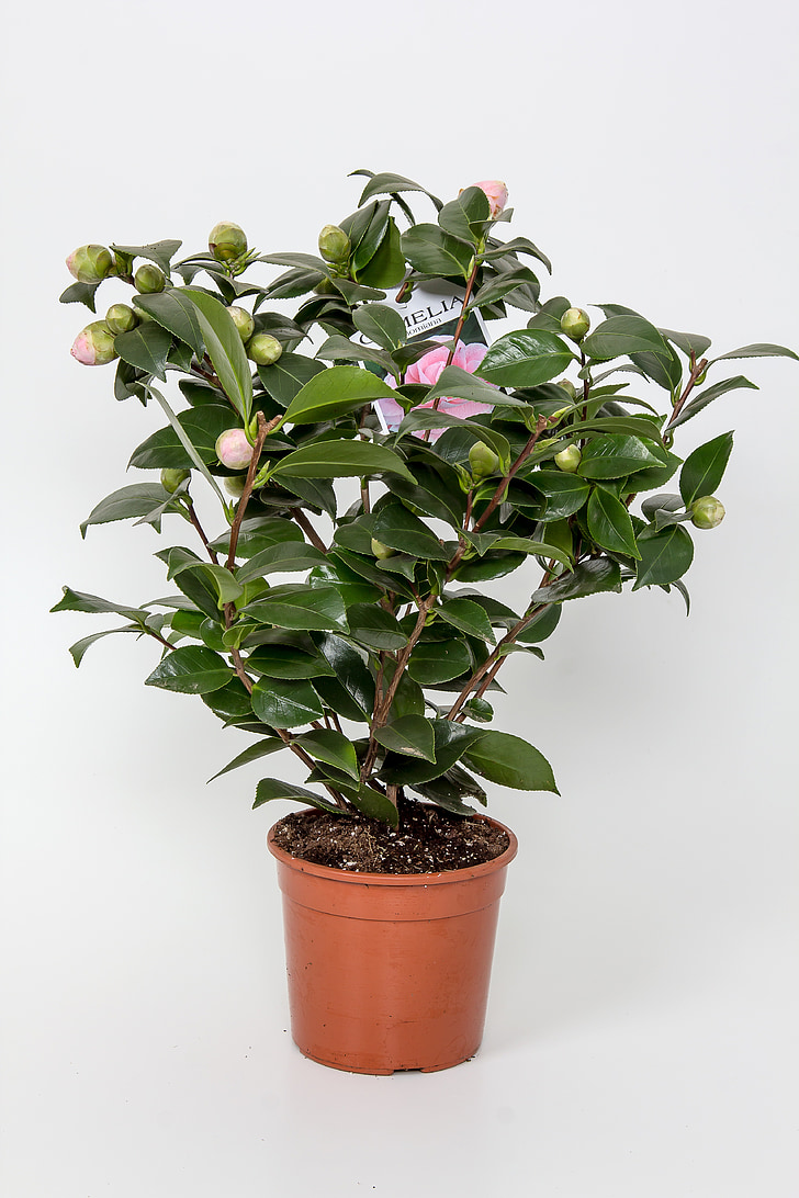 blumenstock, flowerpot, potted plant, camelia, pink, flower, pink flower