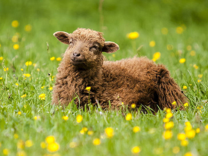 moutons, animal, mammifère, weidetier, nature, herbe, ferme