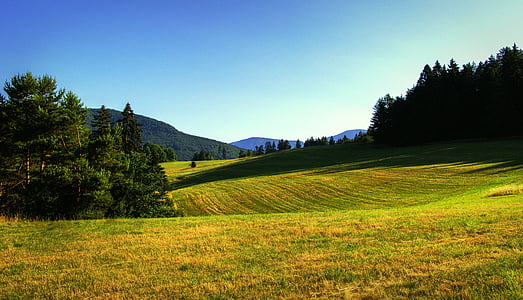 pļavas, vasaras, ainava, daba, koki, vasaras rīts, Slovākija
