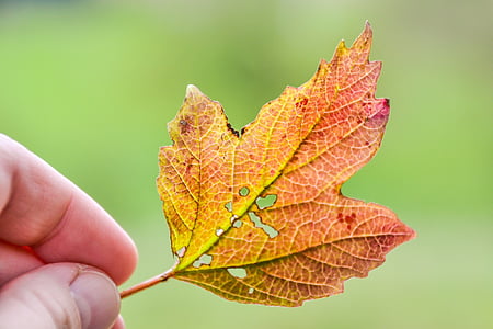 blad, hand, herfst, gekleurde, natuur, gevallen bladeren, geel