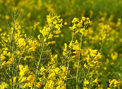 rape blossom, bright yellow, inflorescence, field of rapeseeds, agriculture, oil, rapeseed oil
