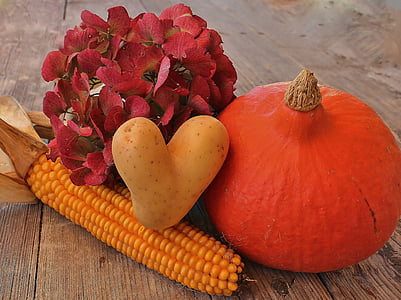musim gugur, panen, warna, alam, sayuran, labu, Orange