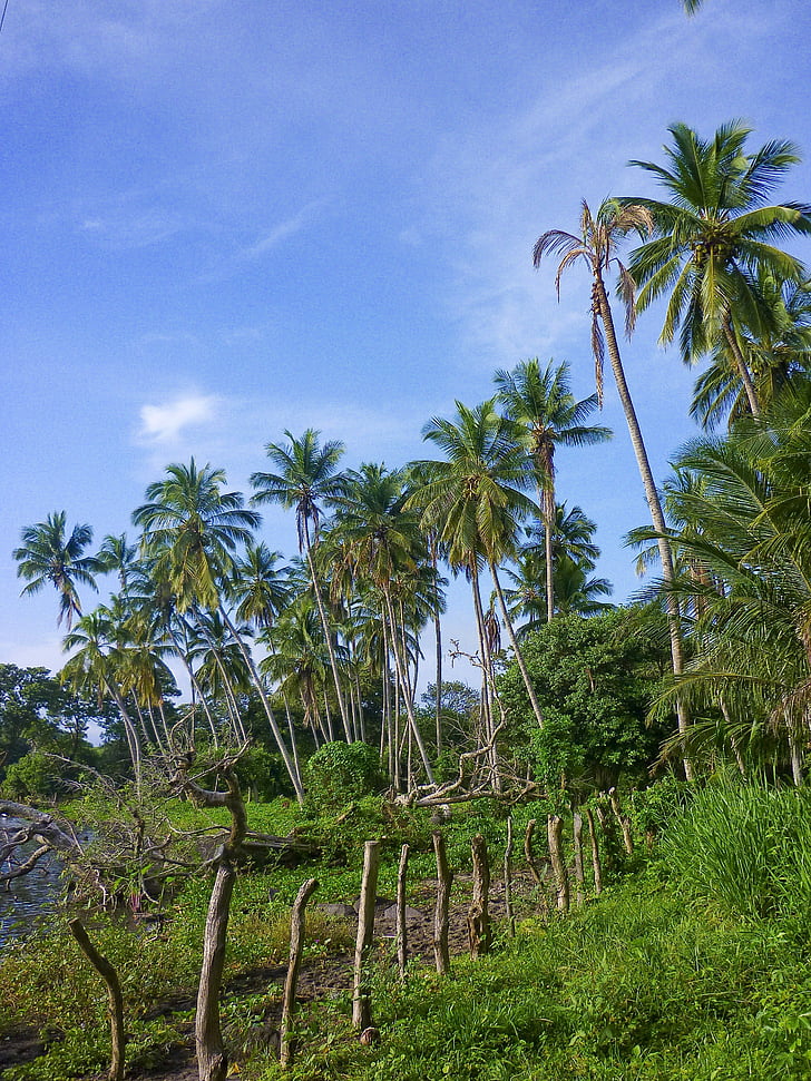 Palms, Nikaragua, ometepe, Pulau, alam, pohon, iklim tropis