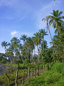 palmy, Nikaragua, Ometepe, Wyspa, Natura, drzewo, klimat tropikalny