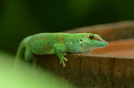 reptile, green, animal, nature, lizard, zoo