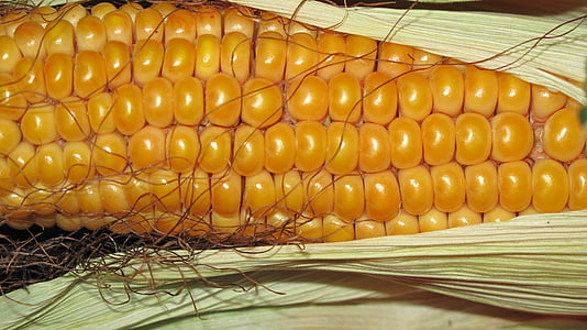 玉米, 粮食, 玉米棒, 秋天, 背景