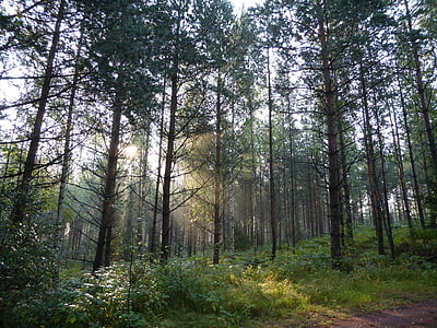 Les, světlo, Příroda, strom, borovice