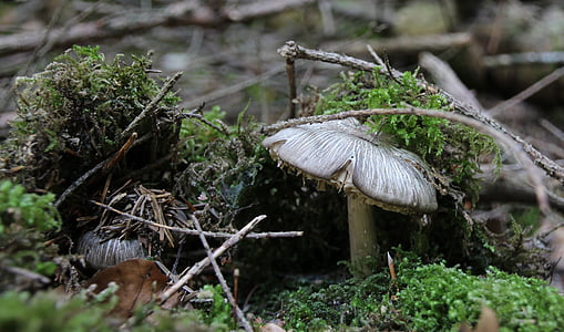 chão da floresta, cogumelos, musgo