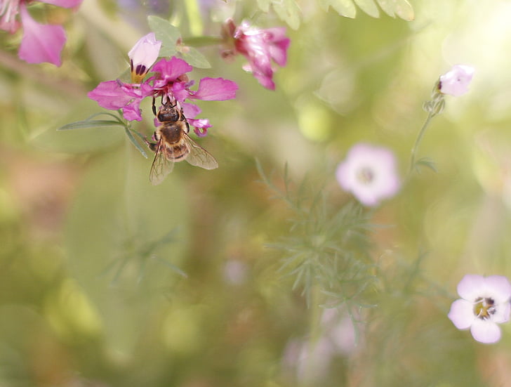 Bee, våren, blomma, makro, pollen, strö