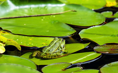 frog, water frog, animal, green, nuphar pumila leaf, biotope, water