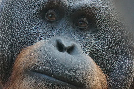 orangutana podizanju, majmun, primat, sisavac