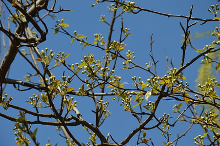 Hoa, chồi, cây, mùa xuân, màu xanh lá cây, chi nhánh, bầu trời